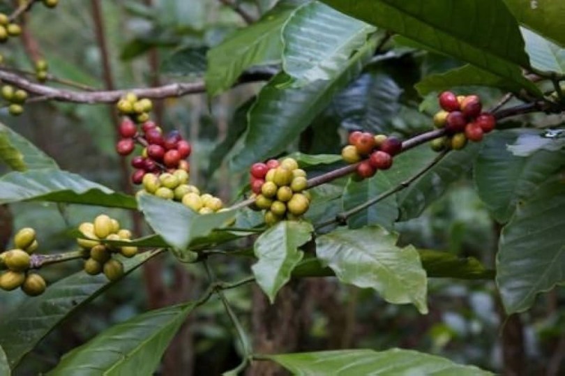 Bengáli kávé - Coffea benghalensis, Coffea benghalensis, fagyérzékeny, gyümölcs